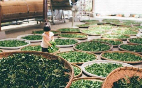 茶叶公司名字-姓名测试网-茶叶公司