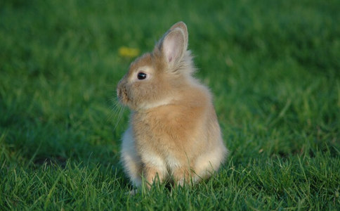 属兔的女宝宝起名字好听的-尚名网-兔,,属兔,
